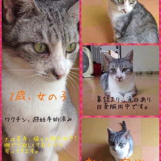 2歳シータの家族募集中☆