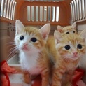 募集停止します　茶シロ子猫