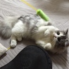 ミルキーちゃん❤