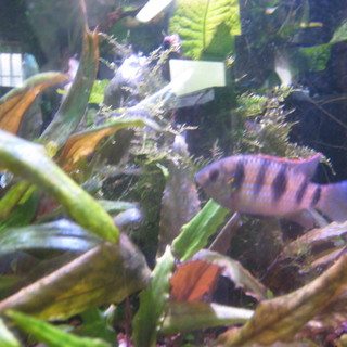 トーマシー自家繁殖個体２匹