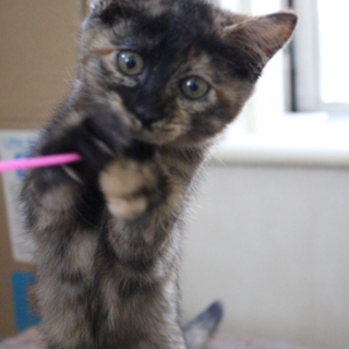 ﾄｰﾃｨｰｼｪﾙ柄美人さん☆猫初めてOK