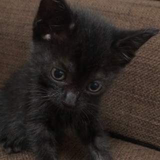 生後一ヶ月 黒子猫 京都市南区