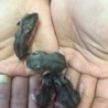 ハムスター赤ちゃんの里親になって下さい！ サムネイル4