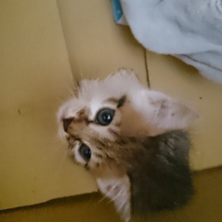 キジ白目がぱっちり女の子１ヶ月