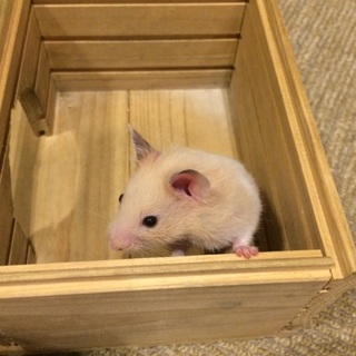 ゴールデンハムスター 白の男の子 6月17日生まれ