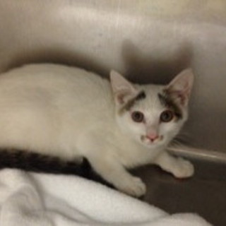 猫大好きのご家庭に婿入りしました。＾＾