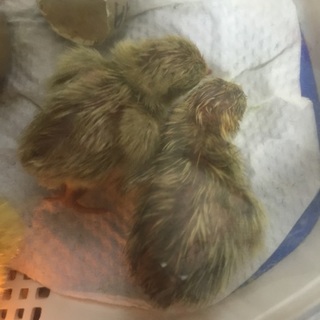 ヒメウズラのヒナ あと1羽