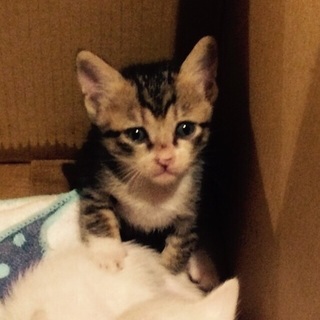 里親を募集しています