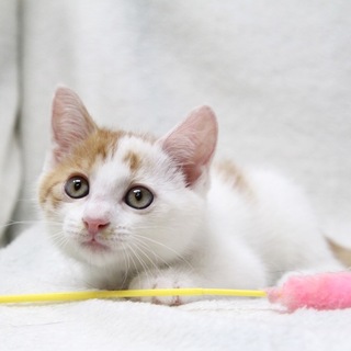 おっとりチャシロくんです♡