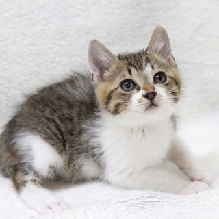 やんちゃ坊主、キジシロくんです♡