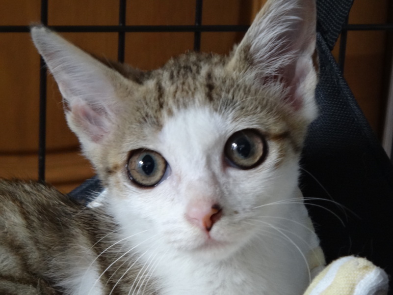 くりくりおめめの美人さん サムネイル1