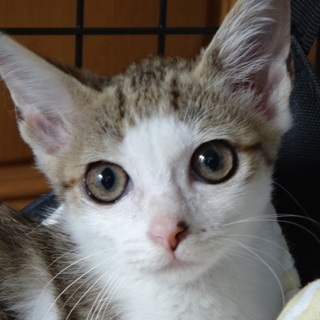 くりくりおめめの美人さん