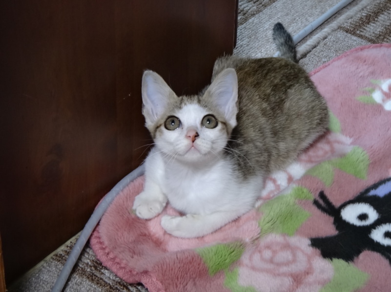 くりくりおめめの美人さん サムネイル3