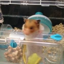 ハムスターと熱帯魚の共存