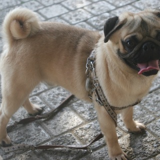 パグの男の子(3歳)です。