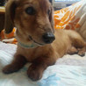 （仮の名前：大地） 　ダックス♂茶　　 サムネイル2