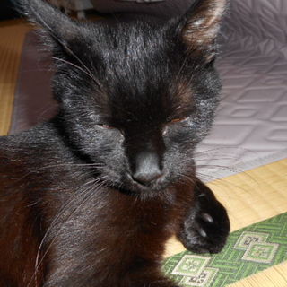 黒猫ママの次男坊