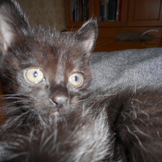 黒猫ママの三男