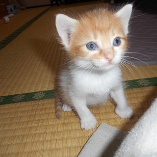 黒猫ママの養子