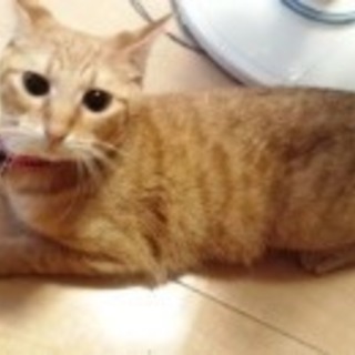 チャコちゃん　茶トラの女の子　2歳弱