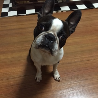 7歳になるボストン・テリア（♂）です。