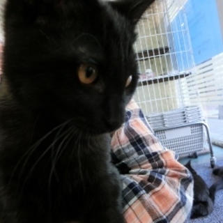 甘えん坊黒猫「いちよう」