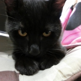 マイペースな黒猫「ゆきち」