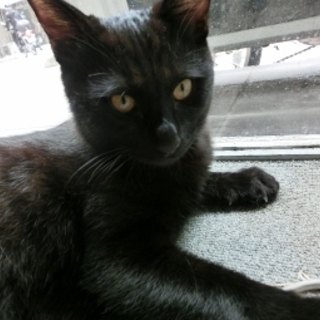長男な黒猫「そうせき」