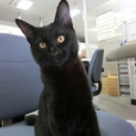 抱っこ！膝のり！♡甘々黒猫「そうせき」