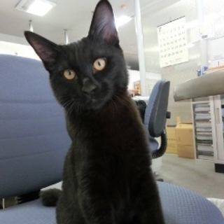 抱っこ！膝のり！♡甘々黒猫「そうせき」