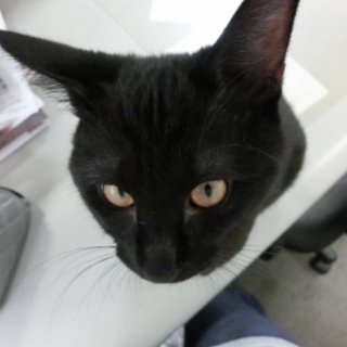 マイペース黒猫「のぐち」