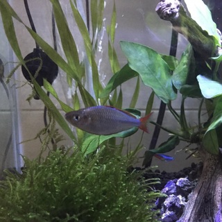 ネオンドワーフレインボー1匹さしあげます