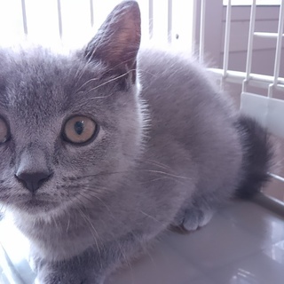 ブリティッシュ