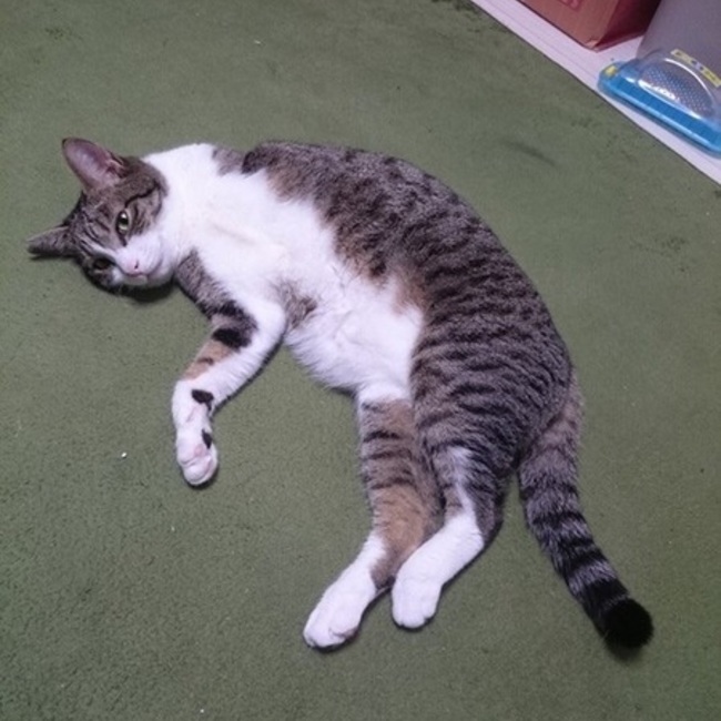 まろここあのカバー写真