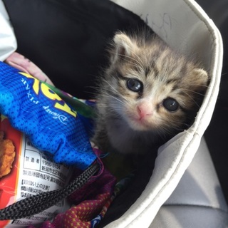 猫ちゃん好きなかた是非 里親になってあげてください