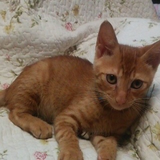 シャイな茶トラ君