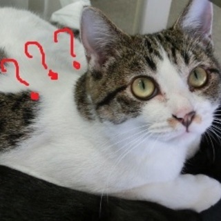 お利口さん猫「さんた」