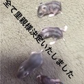 ハムスター赤ちゃんの里親になって下さい！