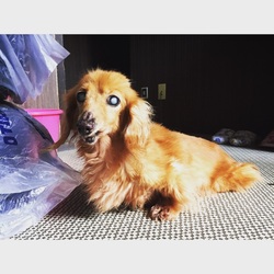 うちの、小梅ちゃん