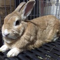 うさぎ里親募集