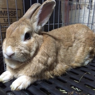 うさぎ里親募集