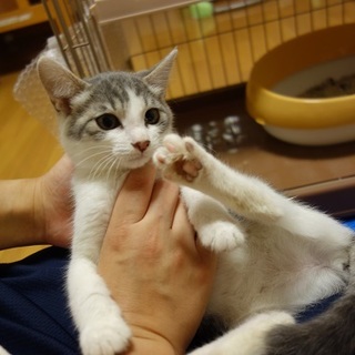 おっとり性格のかわいいサワくん