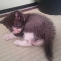 黒白のハチワレ子猫ちゃん