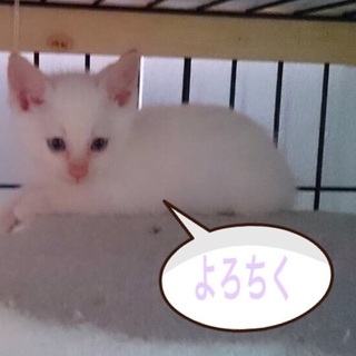 マシュマロboy♪ミル君