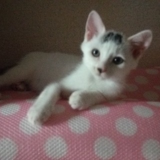 かわいい子猫です