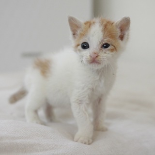 生後2週間くらいの子猫ちゃん