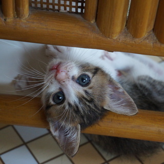 おっとり系キジ白男子　ぽんず君