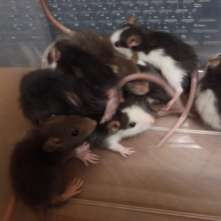 べたなれの生後22日　可愛いラットの赤ちゃん