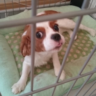 里親を募集します。元気で、人懐っこいです。