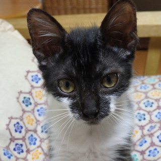 お転婆かわいいスキマちゃん♪